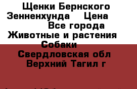 Щенки Бернского Зенненхунда  › Цена ­ 40 000 - Все города Животные и растения » Собаки   . Свердловская обл.,Верхний Тагил г.